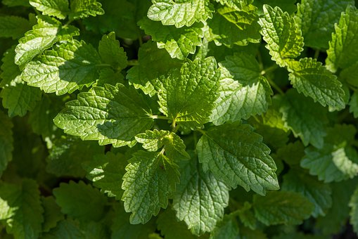 Lemon Balm Leaves