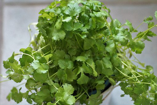 Coriander Stalks + Fresh Ginger