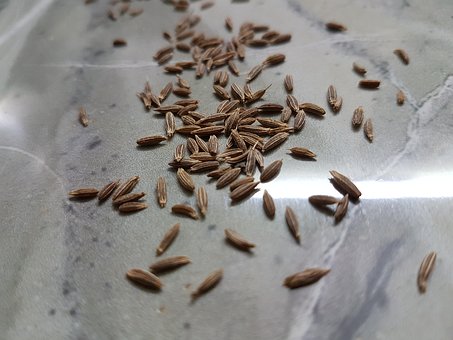 Cumin seeds