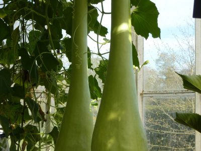 dishes to make with bottle gourd during lockdown