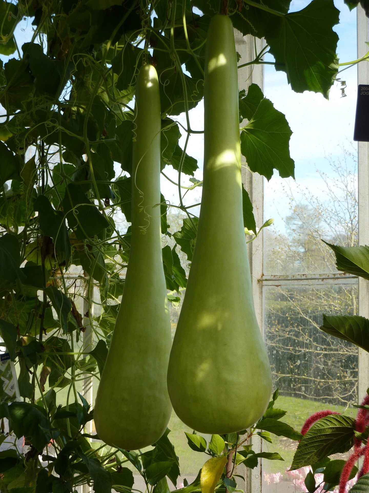 dishes to make with bottle gourd during lockdown