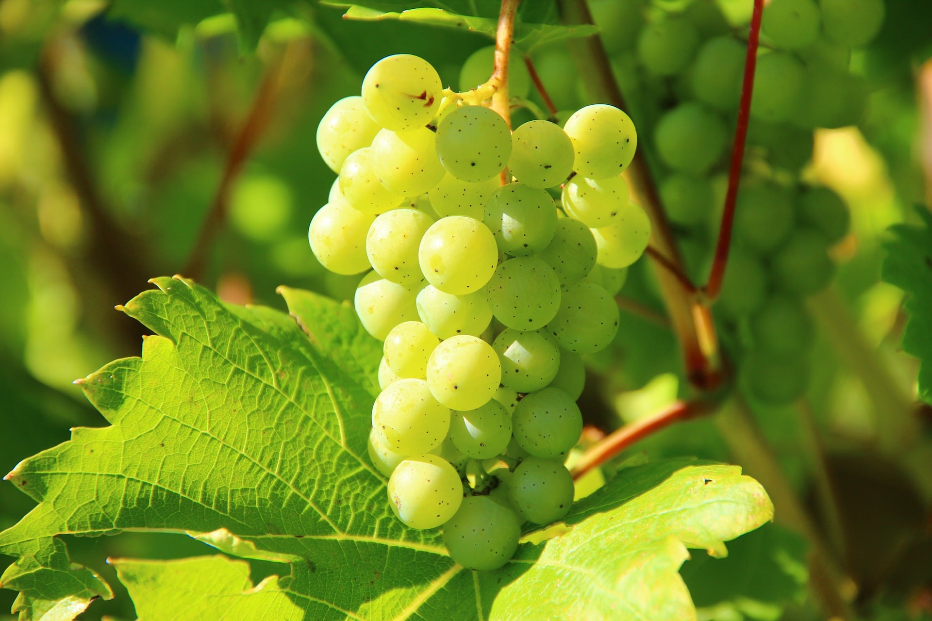 Benefits Of Grapeseed Oil-mishry