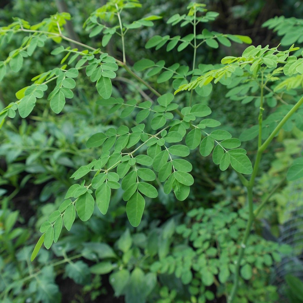 moringa are full of antioxidants