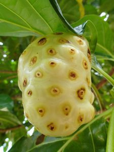 noni fruit-mishry