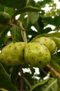 noni fruit-mishry