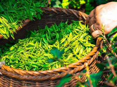 green tea for weight loss-mishry