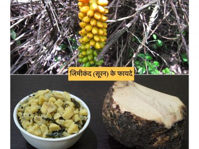 जिमीकंद के पौष्टिक फायदे, नुकसान और उपयोग