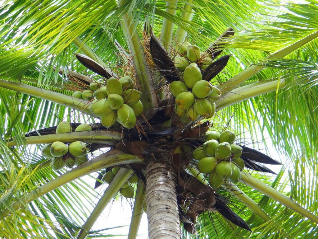 पेड़ पर नारियल