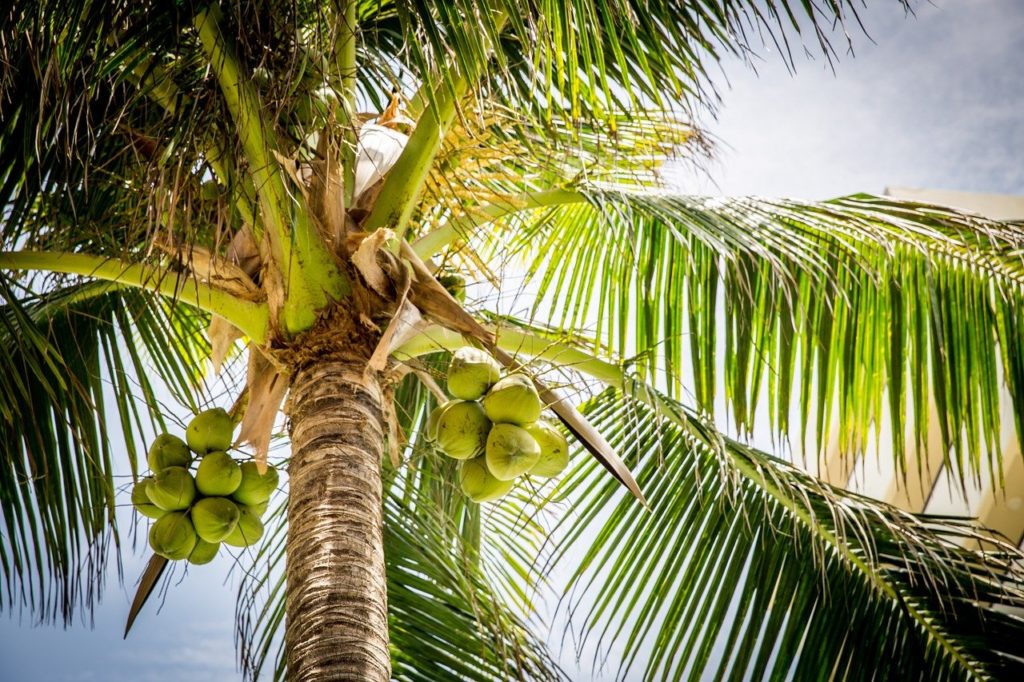 पेड़ पर लटके हुए नारियल