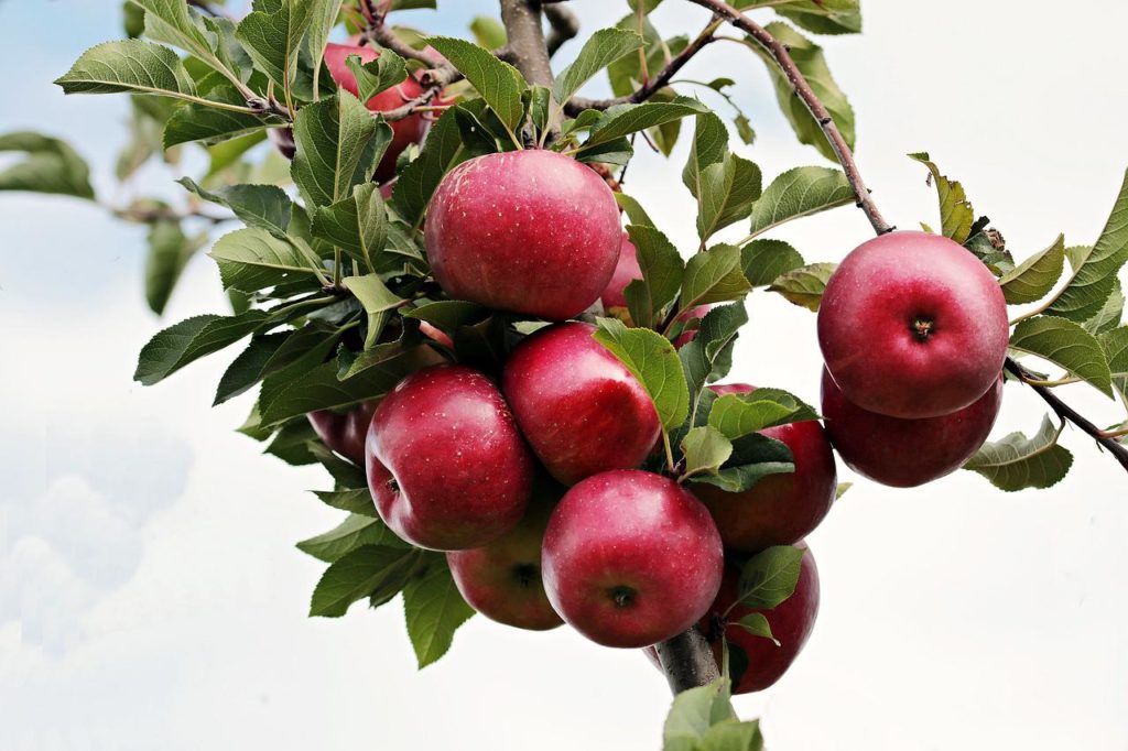 पेड़ पर लटके हुए सेब