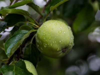 हरा सेब (ग्रीन एप्पल) के विस्मयकारी फायदे